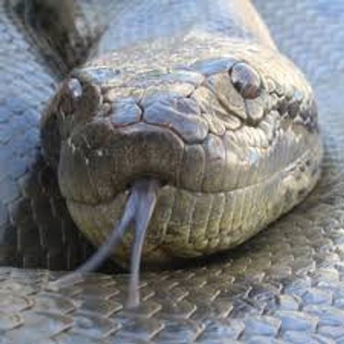 Blackanaconda's avatar