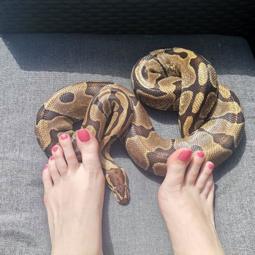 Foot_and_snake's avatar