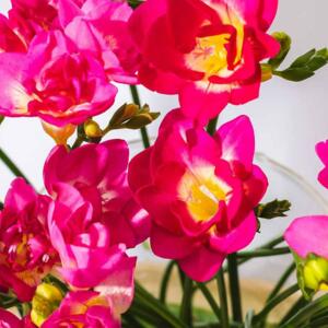 Freesias's media